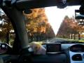videos de 紅葉のメタセコイア並木道　その2
