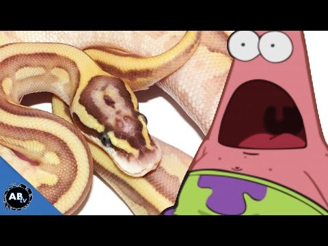 YouTube reptile video