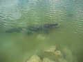 Crocodile in Coba