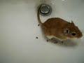 Funny Gerbil! =)