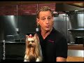 Vid�o sur la nutrition des chiens et des chiots - Lipides (Episode 3)