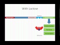 Lac Operon
