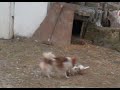 my dogs fight:)