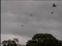 RED KITES AT GIGRIN FARM,WALES,UK.(PART 1).