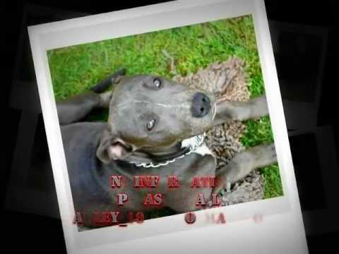 blue pearl terrier