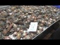 Bangkok Tour: Bang Kapi Market