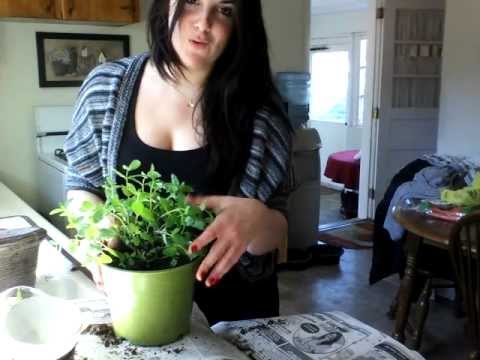how to replant mint