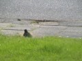 Dancing Blackbird Dancing Blackbird
