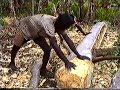 Vanuatu: construire une pirogue