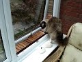 3-month-old-ragdoll-kitten-loses-his-mind-on-leather-ottoman.html
