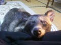 ???????????Snoring of Pochi of the raccoon dog