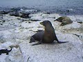 The galapagos sealion II The galapagos sealion II