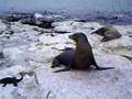 The galapagos sealion II