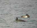 Scaup