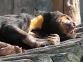 Sun Bear licking and scratching Sun Bear licking and scratching