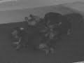 2 weeks old  yorkshire   terrier  puppies sleeping