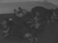 Yorkshire Terrier video
