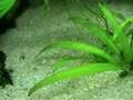 Corys recien nacidas