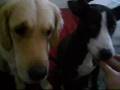 jump doggies jump