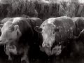 Kosher Butchers