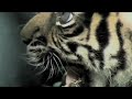 A Rare Tiger Cubs Debut