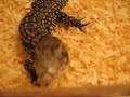 Tupinambis Merianae (Lagarto Overo) Tupinambis Merianae (Lagarto Overo)