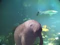 Manatee Profanity