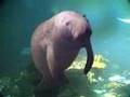 Manatee Profanity