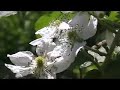 Bees pollinating flowering raspberry blossoms