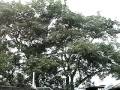 videos de (#343 L&M-YAP) A FAT HLF