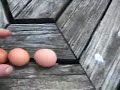 Homesteading-Farm fresh eggs