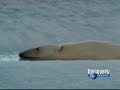 Matar ou Morrer - Urso Polar