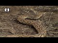 Russells Viper Snake