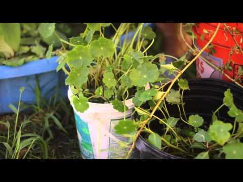 how to grow plants without soil