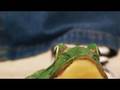 Funny Passover video