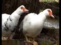 BRISTOL CITY FARM