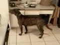 Sadie looking to see whats in the fidge