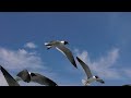 Laughing Gulls Following Ferry to Ocracoke
