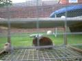 my rabbit is a rapeist my rabbit is a rapeist