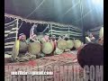 يا أهل العيرات باكر كان مريتوا طوارف خليخبروه إني شكيت الهم والساموح عقب فراقهمانسيت الصاحب اللي بالمودة والهوى صافٍ ليجالي أصفى من غدير النقر وأحلى من حليب الناقهمانسيته يوم أنا أنهل من كما ذوب العسل وأعليخابرن نفسي عيوف ولا تداني عقبة العشاقهياثلاثٍ عارضني صبح يوم العيد دق وجليوصفهن ثنتين جل وثالثتهن بالوصوف دقاقهأنهب الممشى لأجلهن مير هن ما ودهن يدن ليكل ما قربت منهن خالفني وإقطعن الساقهيالطيف الحال غضات الصبايا كيف ما ياون ليحملني من كثيب الرمل ملموضٍ عليه وساقهصابني منهن هنوفٍ من لماها علتي ودوًا ليودي أصبر مير قلبي من فراقه غاديٍ حراقهصرت مثل اللي يعبر عن زمانه كل حل بحليالله أقوى كل عبدٍ مشتكى حاله على خلاقهكن عينه عين شيهانٍ ربا بالنايف المتعليأوكما عين الغزال اللي يلد إبها على دراقهجادل تل الضماير في كلاليب المودة تليتل هجن في سموم القيض عطشى والشراب شفاقهعبدالله العلي بن دويرج