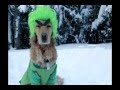 The Golden Retriever Grinch