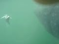 requins baleine