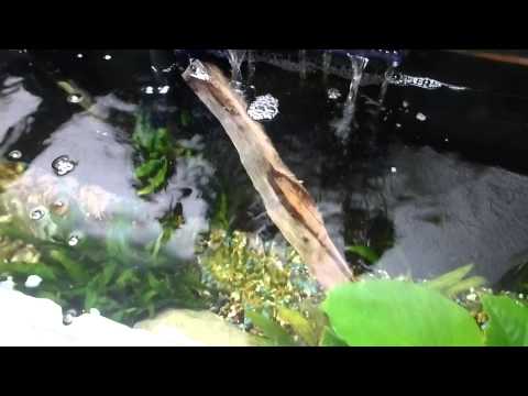 how to sink driftwood
