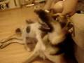 Jack Russel pup beats up German Shepard (Alsation)
