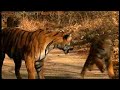 Battle to Save the Tiger - Wildscreen 2008 Panda Award Winner