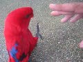 Funny Red Lory