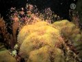 В Карибском море гибнут кораллы :: (http://russian.ntdtv.com) Американские ученые из университета Майами... Просмотр видео