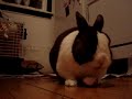 Grommit the Rabbit eats a Radish