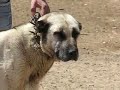 Kangal dogs from the region of Sivas 3