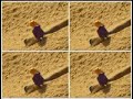 Playmobil surfer